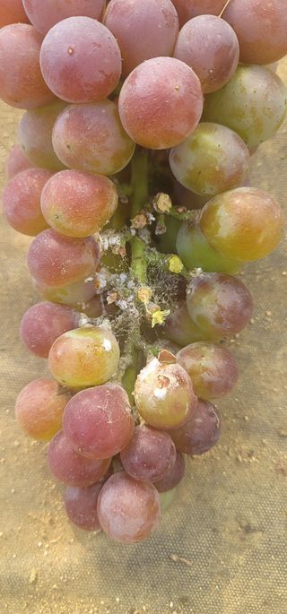 새내기2022님의 포도 · 자유게시판 작성글 사진