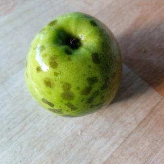 얼큰이님의 사과 · 병해충상담 작성글 사진