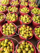 팜모닝 자유주제·자유게시판 게시글 이미지