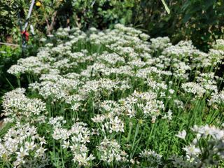 우경농원님의 자유주제 · 자유게시판 작성글 사진