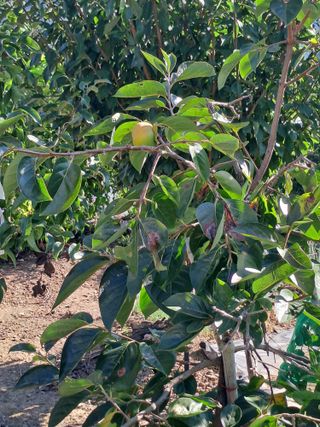 울금박사/빈덕열목사님의 자유주제 · 자유게시판 작성글 사진