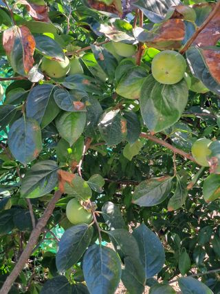 울금박사/빈덕열목사님의 자유주제 · 자유게시판 작성글 사진