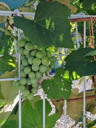 울금박사/빈덕열목사님의 자유주제 · 자유게시판 작성글 사진