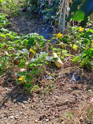 울금박사/빈덕열목사님의 자유주제 · 자유게시판 작성글 사진