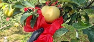 상촌농장 영가이버님의 사과 · 영농일지 작성글 사진