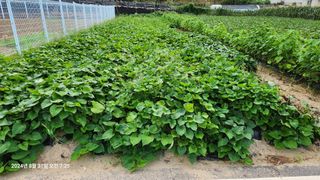 김경영님의 고구마 · 영농일지 작성글 사진