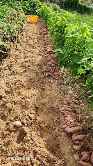 김경영님의 고구마 · 영농일지 작성글 사진
