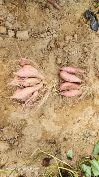 김경영님의 고구마 · 영농일지 작성글 사진