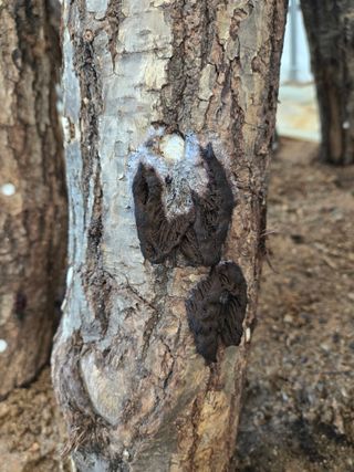 초보농부님의 버섯 · 병해충상담 작성글 사진