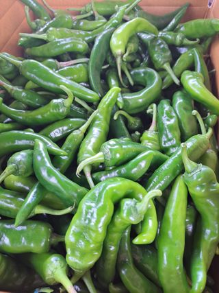 두릅나무16466님의 고추 · 영농일지 작성글 사진