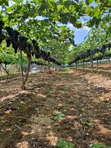 팜모닝 포도·영농일지 게시글 이미지