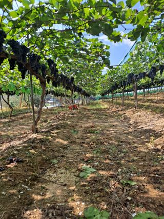 한민섭님의 포도 · 영농일지 작성글 사진