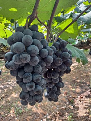 한민섭님의 포도 · 영농일지 작성글 사진