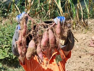 쏭이네농장(현자)님의 고구마 · 영농일지 작성글 사진