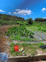 팜모닝 자유주제·자유게시판 게시글 이미지