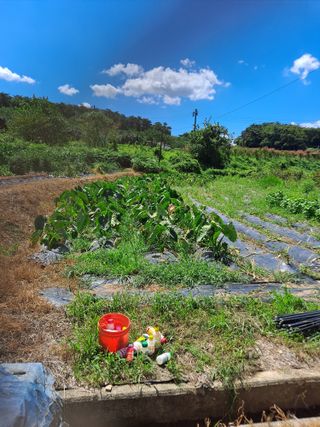 독골농원님의 자유주제 · 자유게시판 작성글 사진