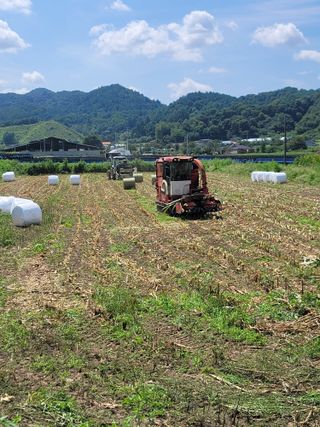 한우홍천 일관사육님의 옥수수 · 영농일지 작성글 사진