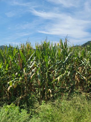 한우홍천 일관사육님의 옥수수 · 영농일지 작성글 사진