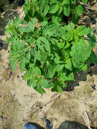 그린1505님의 들깨 · 영농일지 작성글 사진