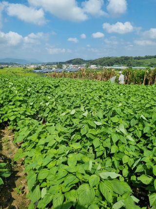 그린1505님의 들깨 · 영농일지 작성글 사진