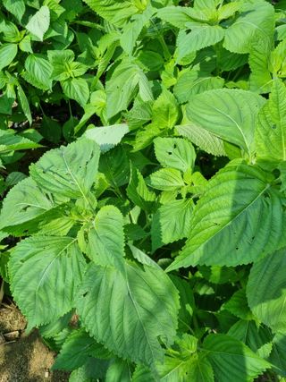 그린1505님의 들깨 · 영농일지 작성글 사진