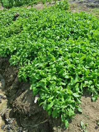 그린1505님의 자유주제 · 자유게시판 작성글 사진