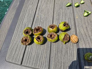 허영욱 님의 기타작물 · 병해충상담 작성글 사진