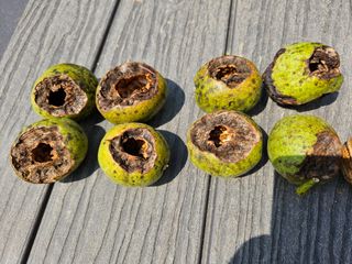 허영욱 님의 기타작물 · 병해충상담 작성글 사진