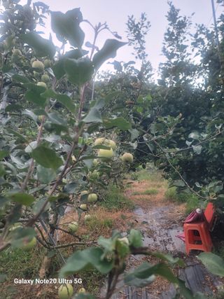 김성명님의 사과 · 영농일지 작성글 사진