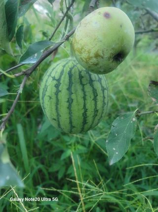 김성명님의 사과 · 영농일지 작성글 사진