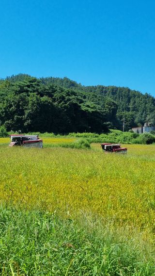 오학봉(멀티팜)님의 벼 · 영농일지 작성글 사진