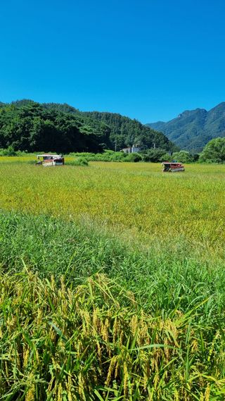 오학봉(멀티팜)님의 벼 · 영농일지 작성글 사진
