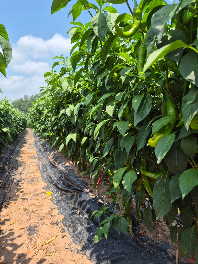 장터 상품 [영양 세척 햇고춧가루 1근(500g)] 썸네일