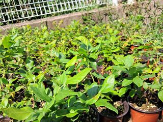 주일현님의 블루베리 · 영농일지 작성글 사진