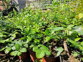 주일현님의 블루베리 · 영농일지 작성글 사진