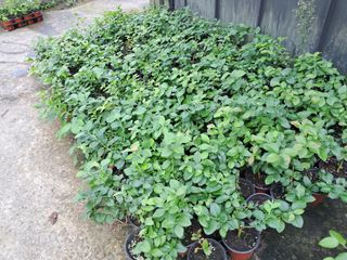 주일현님의 블루베리 · 영농일지 작성글 사진