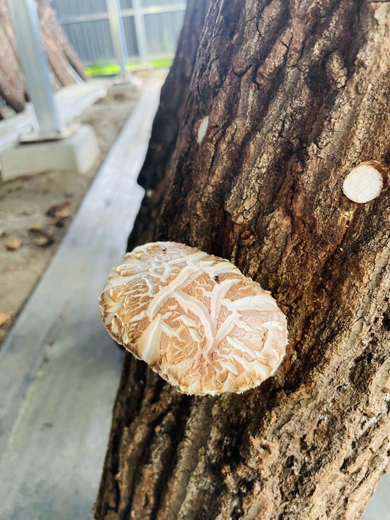 장터 상품 [참나무원목 표고버섯 1kg] 썸네일