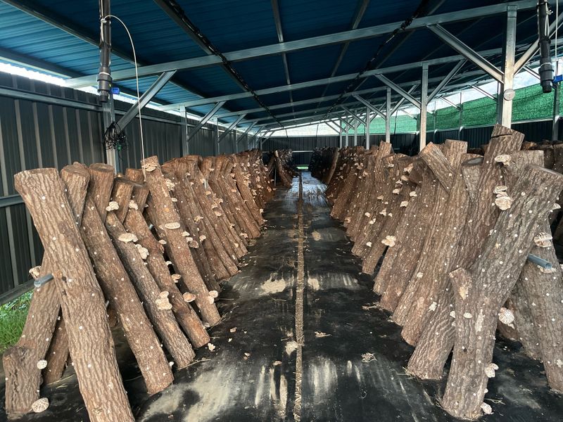 유청님의 장터 판매 상품 [참나무원목 표고버섯 1kg] 첨부 사진