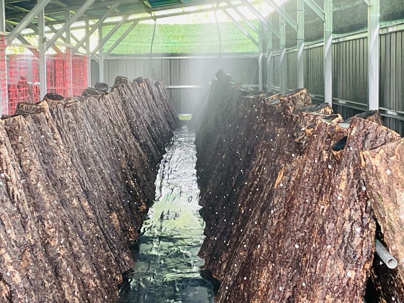 유청님의 장터 판매 상품 [참나무원목 표고버섯 1kg] 첨부 사진