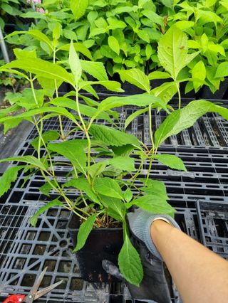 행복한나무농장님의 자유주제 · 자유게시판 작성글 사진