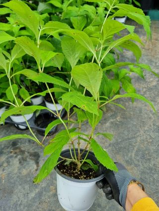 행복한나무농장님의 자유주제 · 자유게시판 작성글 사진