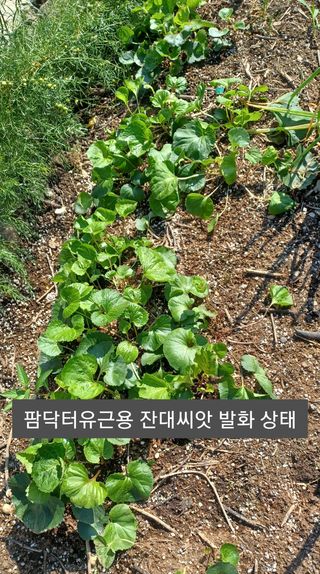 무료지식나눔 팜닥터님의 자유주제 · 자유게시판 작성글 사진