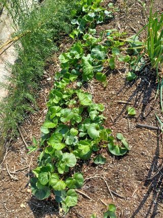무료지식나눔 팜닥터님의 자유주제 · 자유게시판 작성글 사진