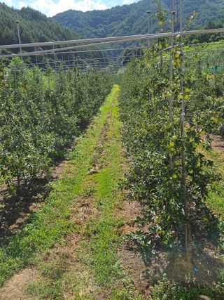 손기홍님의 사과 · 영농일지 작성글 사진