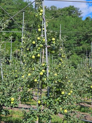 손기홍님의 사과 · 영농일지 작성글 사진