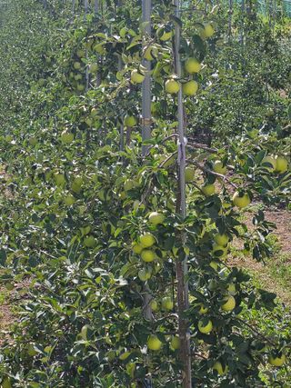 손기홍님의 사과 · 영농일지 작성글 사진