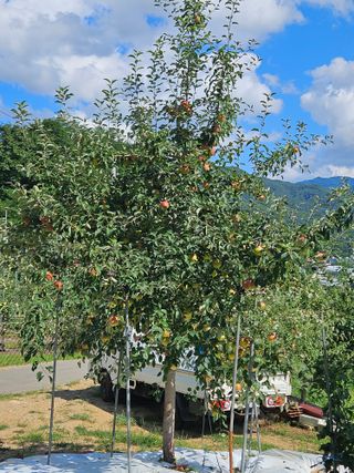 손기홍님의 사과 · 영농일지 작성글 사진