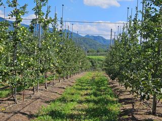손기홍님의 사과 · 영농일지 작성글 사진