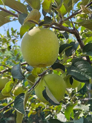 손기홍님의 사과 · 영농일지 작성글 사진