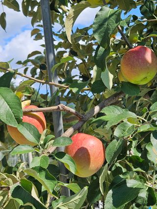 손기홍님의 사과 · 영농일지 작성글 사진